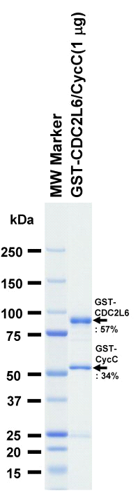 The purity was assessed by SDS-PAGE/CBB staining.